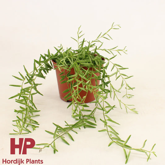 Aeschynanthus Green Star 13cm 12cm Pot