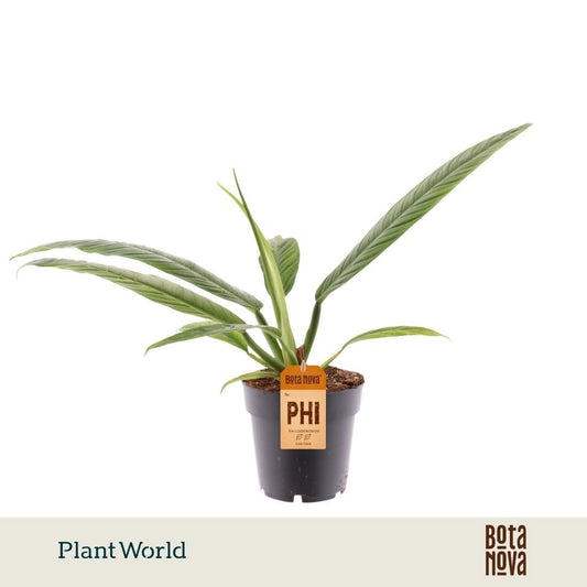 Philodendron Campii 35cm 14cm Pot