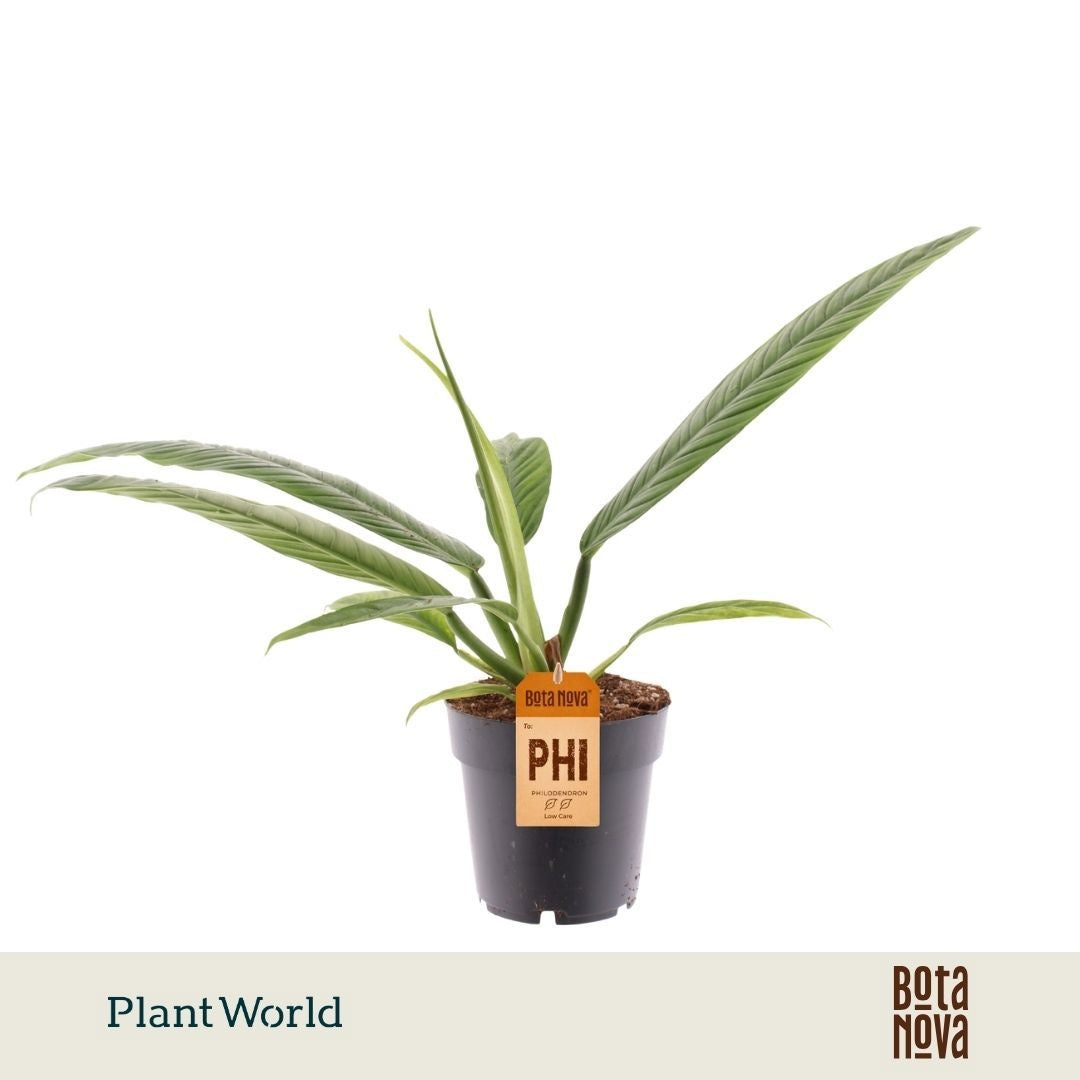 Philodendron Campii 35cm 14cm Pot