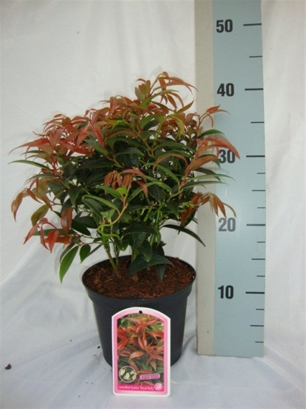 Leucothoe keiskei Royal Ruby 40cm 17cm Pot