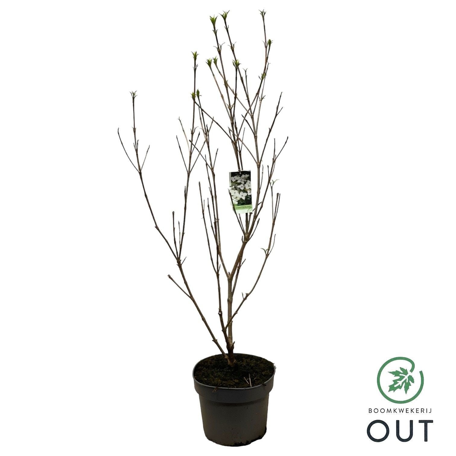 Cornus kousa Schmetterling 100cm 26cm Pot