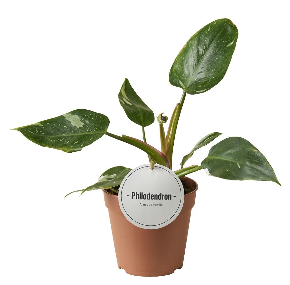 Philodendron scandens 30cm 12cm Pot