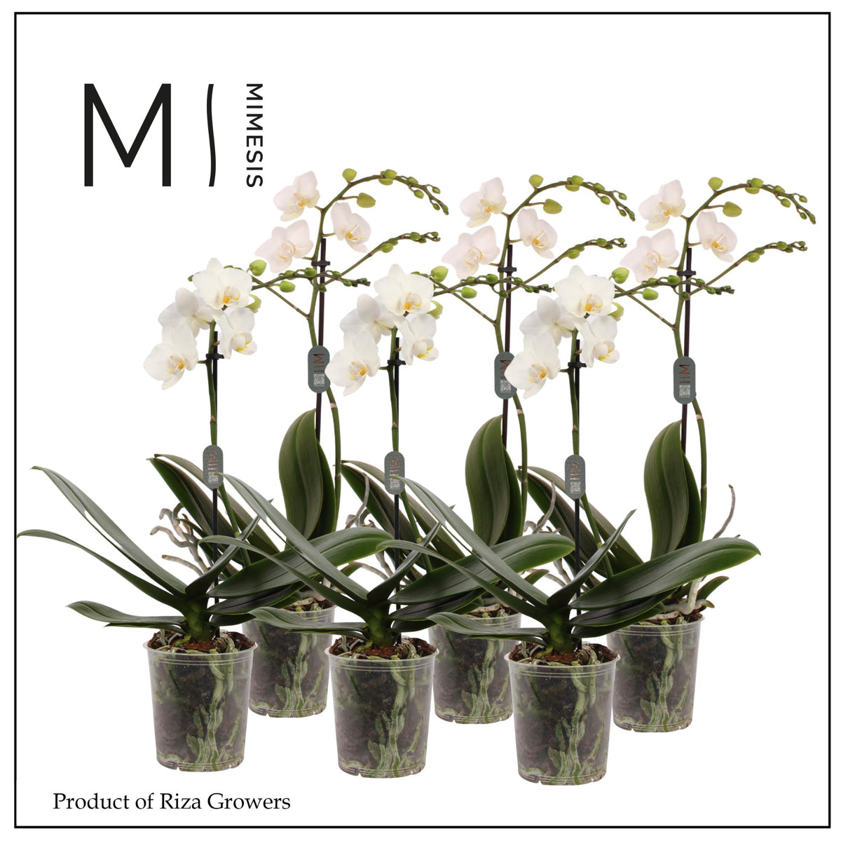 Phalaenopsis multiflora white 50cm 12cm Pot
