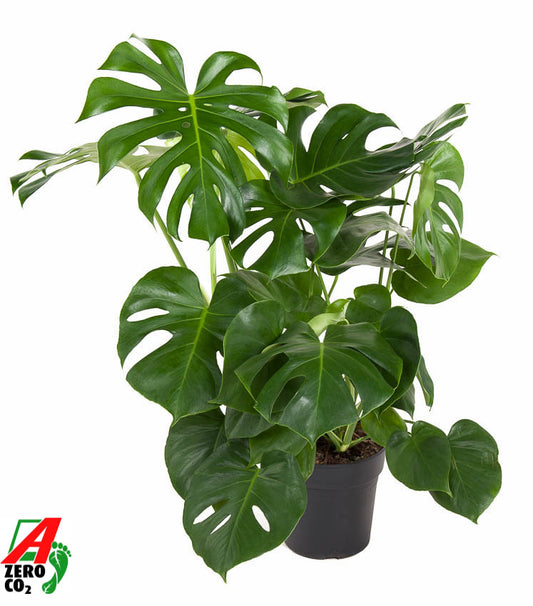 Monstera deliciosa 80cm 24cm Pot