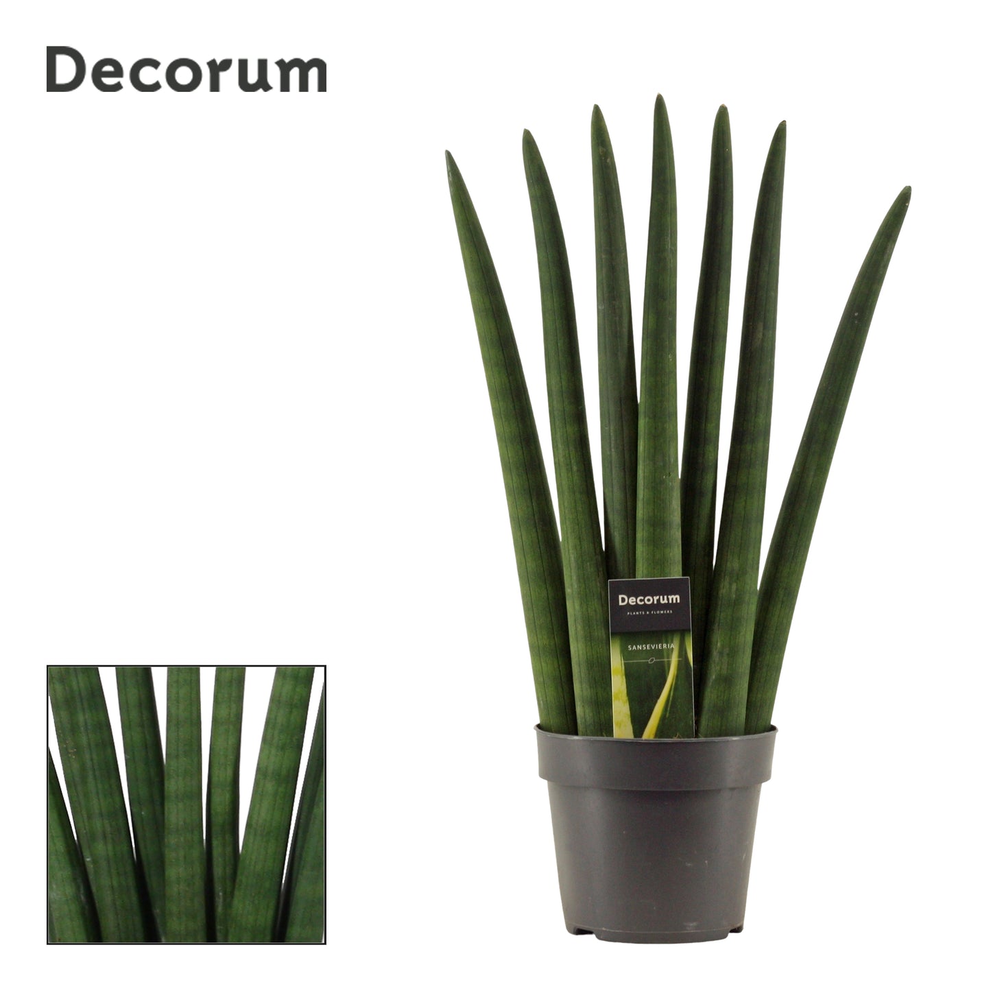 Duijn-Hove BV, kwekerij Sansevieria Cylindrica Fan Pack of 7