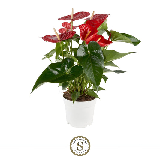 Anthurium Red Champion 60cm 17cm Pot