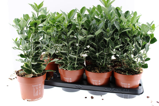 Euonymus jap. Silver Simon 35cm 13cm Pot