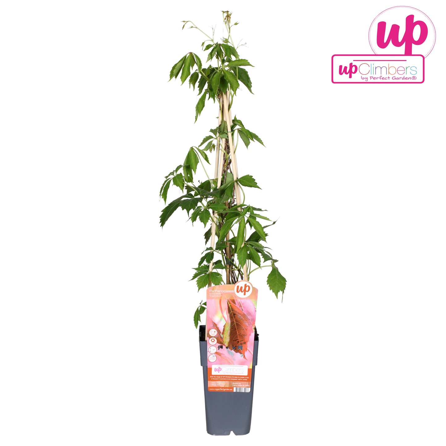 Parthenocissus engelmannii 65cm 15cm Pot