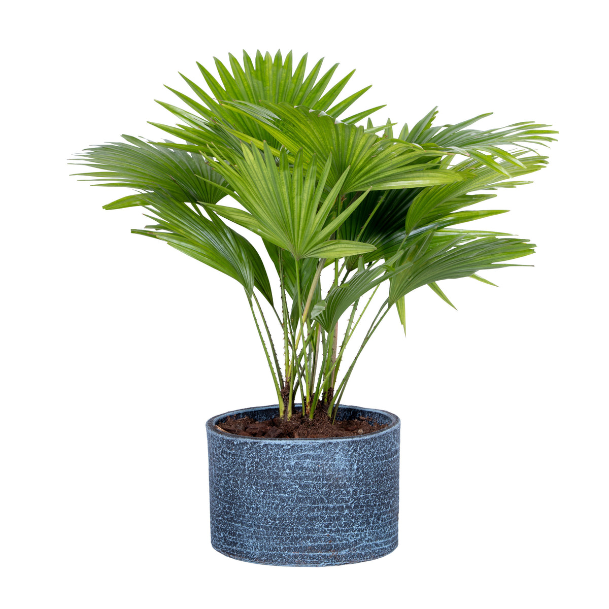 Livistona rotundifolia 50cm 20cm Pot