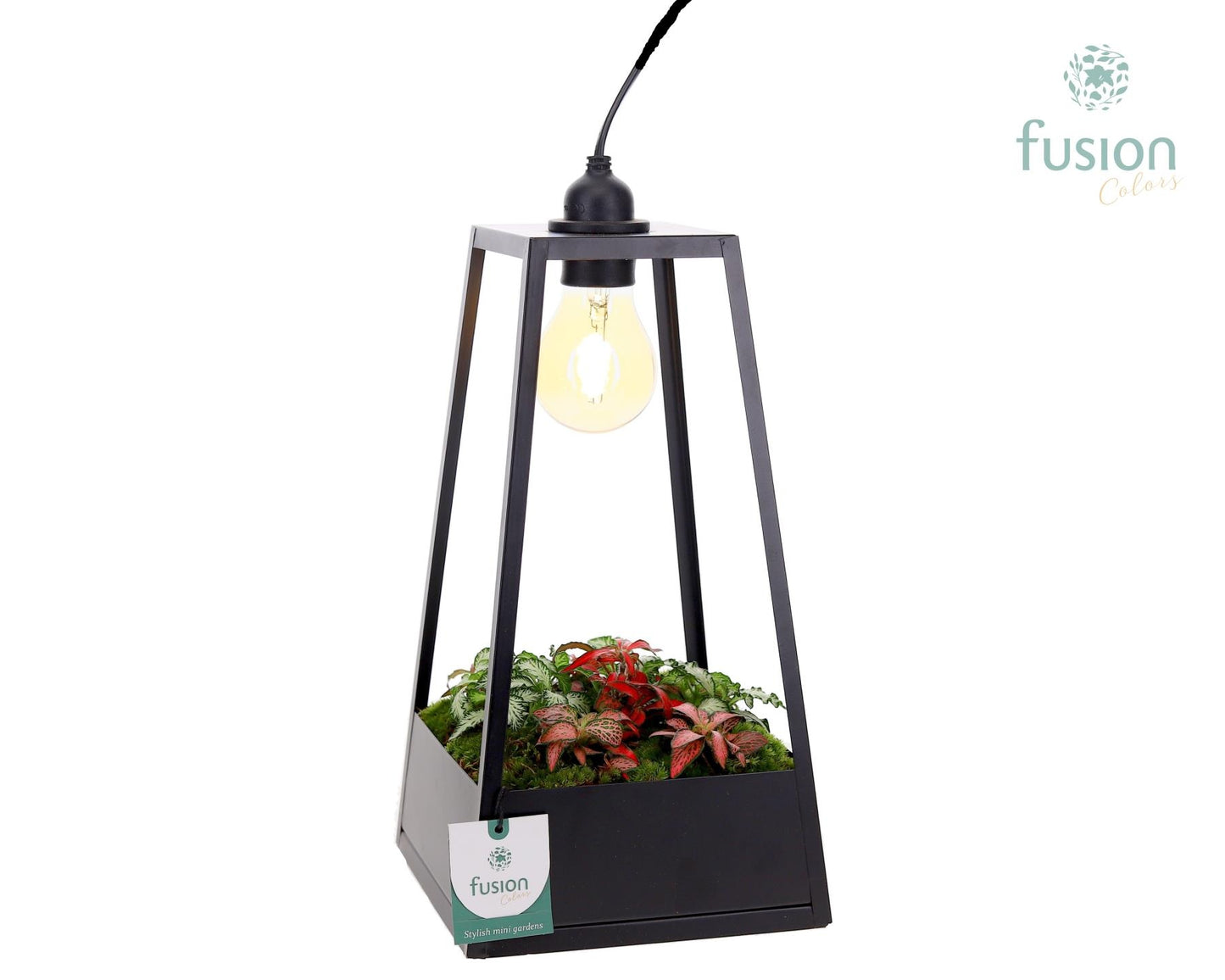 Fusioncolors BV Metaal Lantaarn met lamp en Fittonia Arrangement Pack of 3