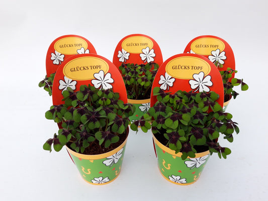 Oxalis deppei 15cm 9cm Pot