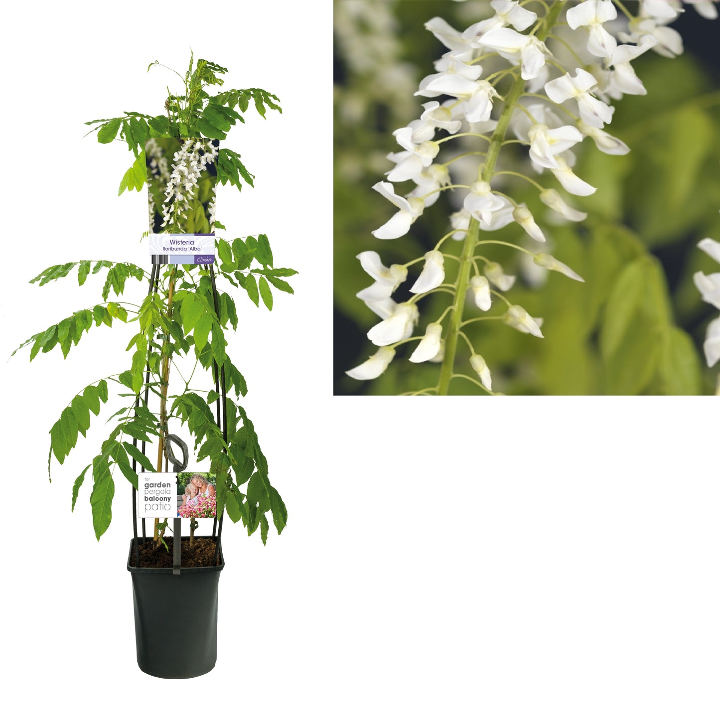 Wisteria floribunda Alba 115cm 23cm Pot