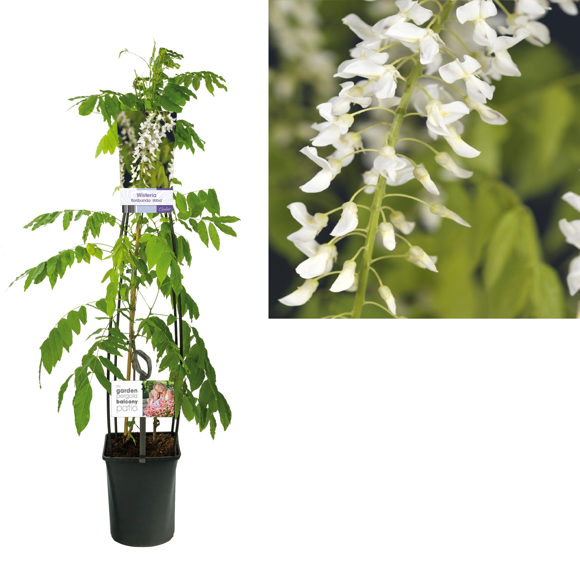 Wisteria floribunda Alba 115cm 23cm Pot