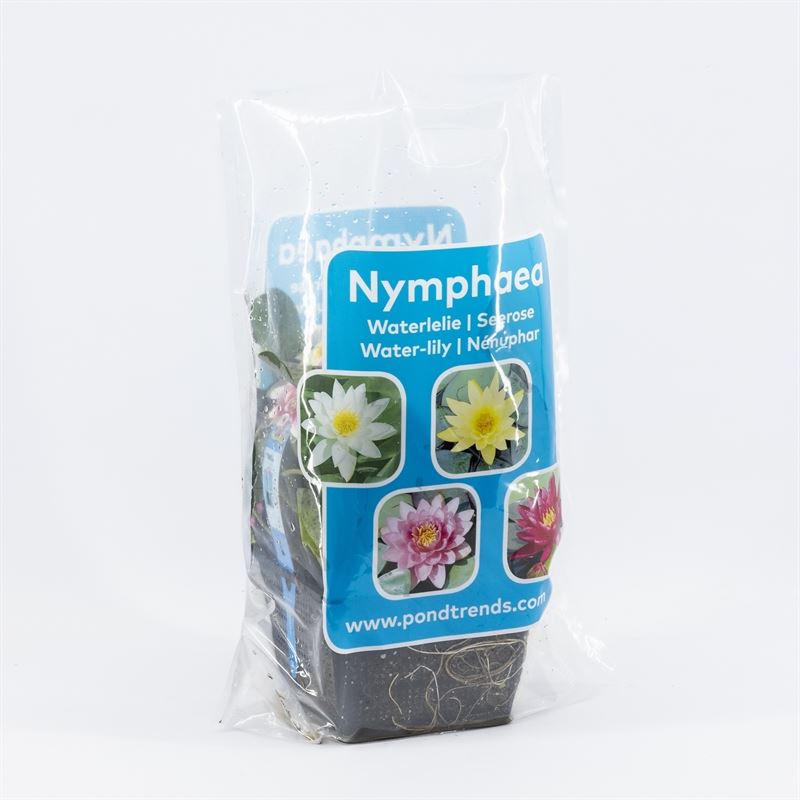 Waterplkw R. Moerings Ceramics Pack of 50
