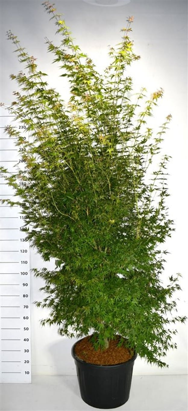 Acer Katsura 250cm 55cm Pot