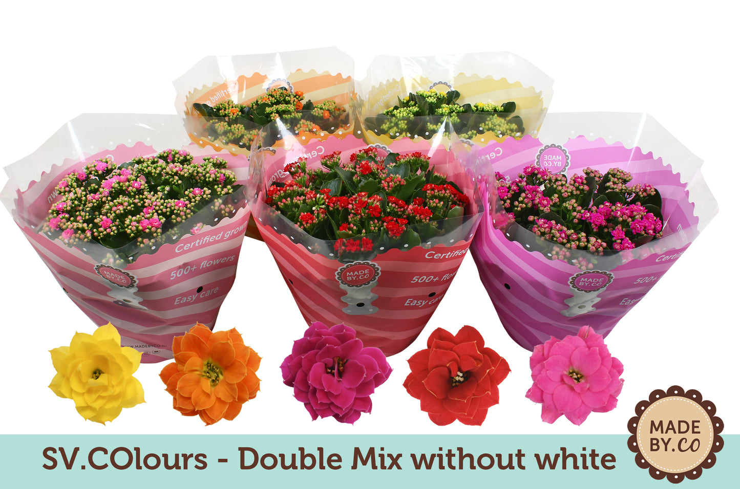 SV.CO Kalanchoe double mix no white Pack of 14