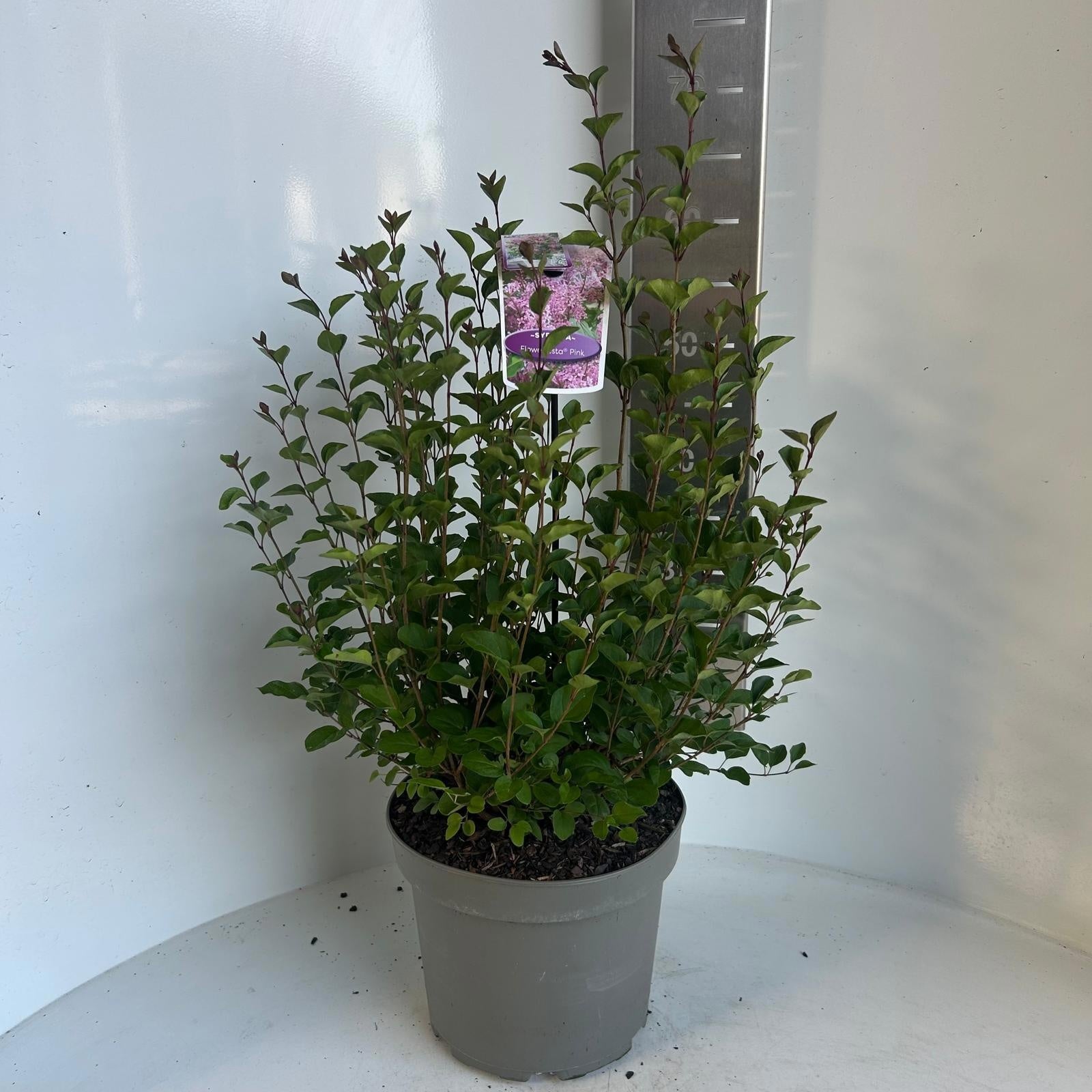 Syringa Meyeri mix 60cm 23cm Pot