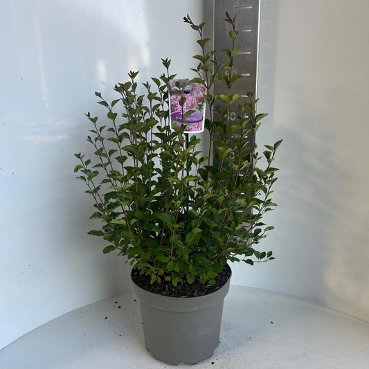 Syringa Meyeri mix 60cm 23cm Pot