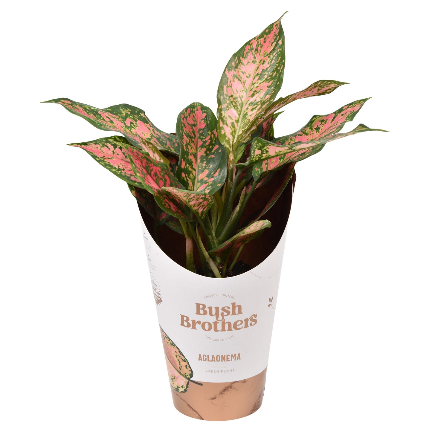 Aglaonema Point Star 30cm 12cm Pot