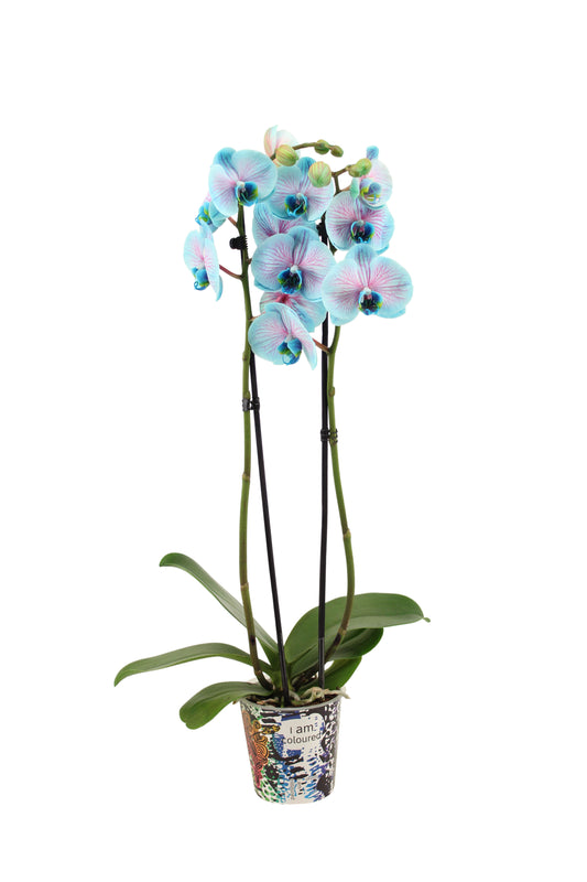Phalaenopsis Royal bubblegum 55cm 12cm Pot