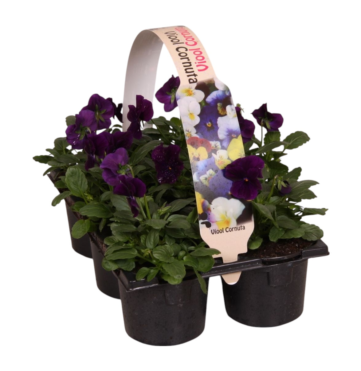 Zuidbaak Honselersdijk Viola corn. purple Pack of 14