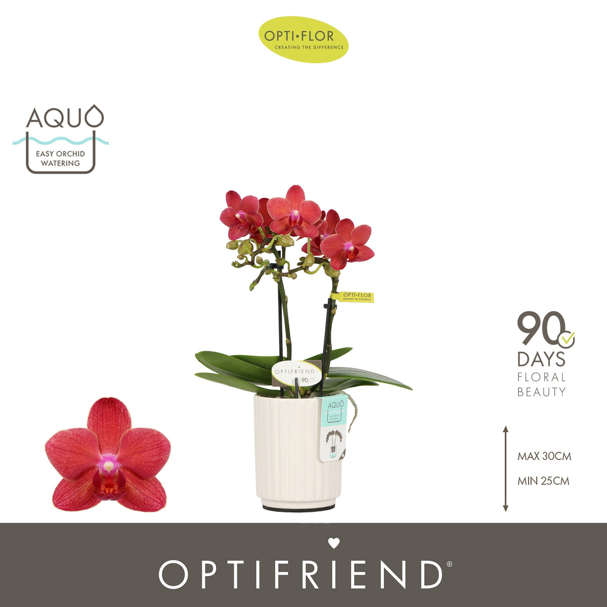 Phalaenopsis red 25cm 7cm Pot