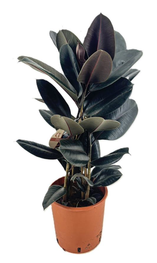 Ficus Abidjan 100cm 24cm Pot