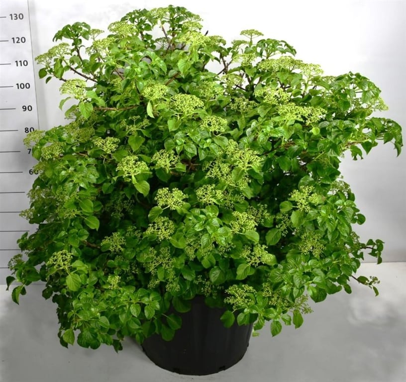 Hydrangea petiolaris 120cm 65cm Pot