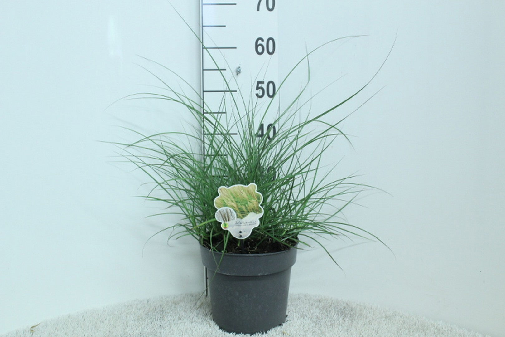 Miscanthus Kleine Silberspinne 60cm 23cm Pot