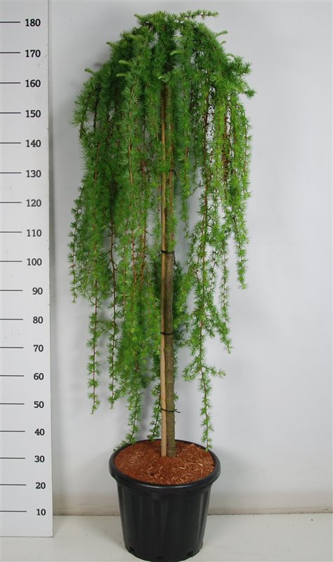 Larix Stiff Weeper 185cm 38cm Pot
