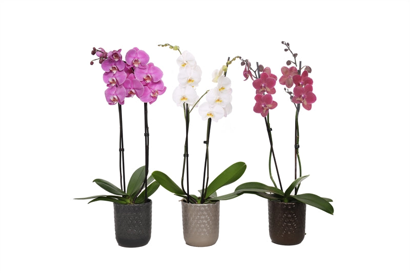 Phalaenopsis mix 55cm 12cm Pot