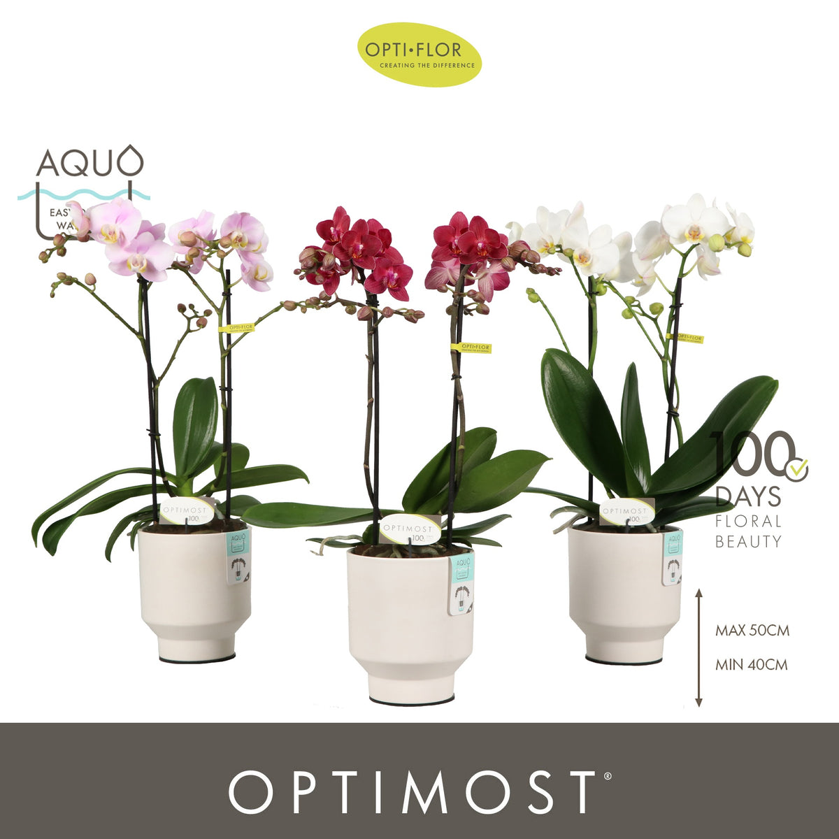 Phalaenopsis mf. mix 45cm 12cm Pot