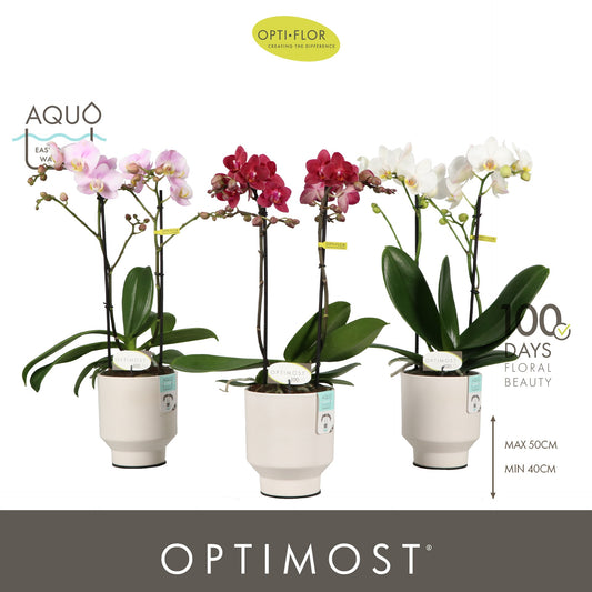 Phalaenopsis mf. mix 45cm 12cm Pot