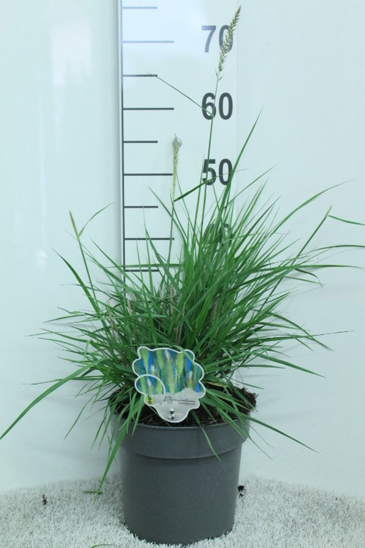 Pennisetum orientale 55cm 23cm Pot