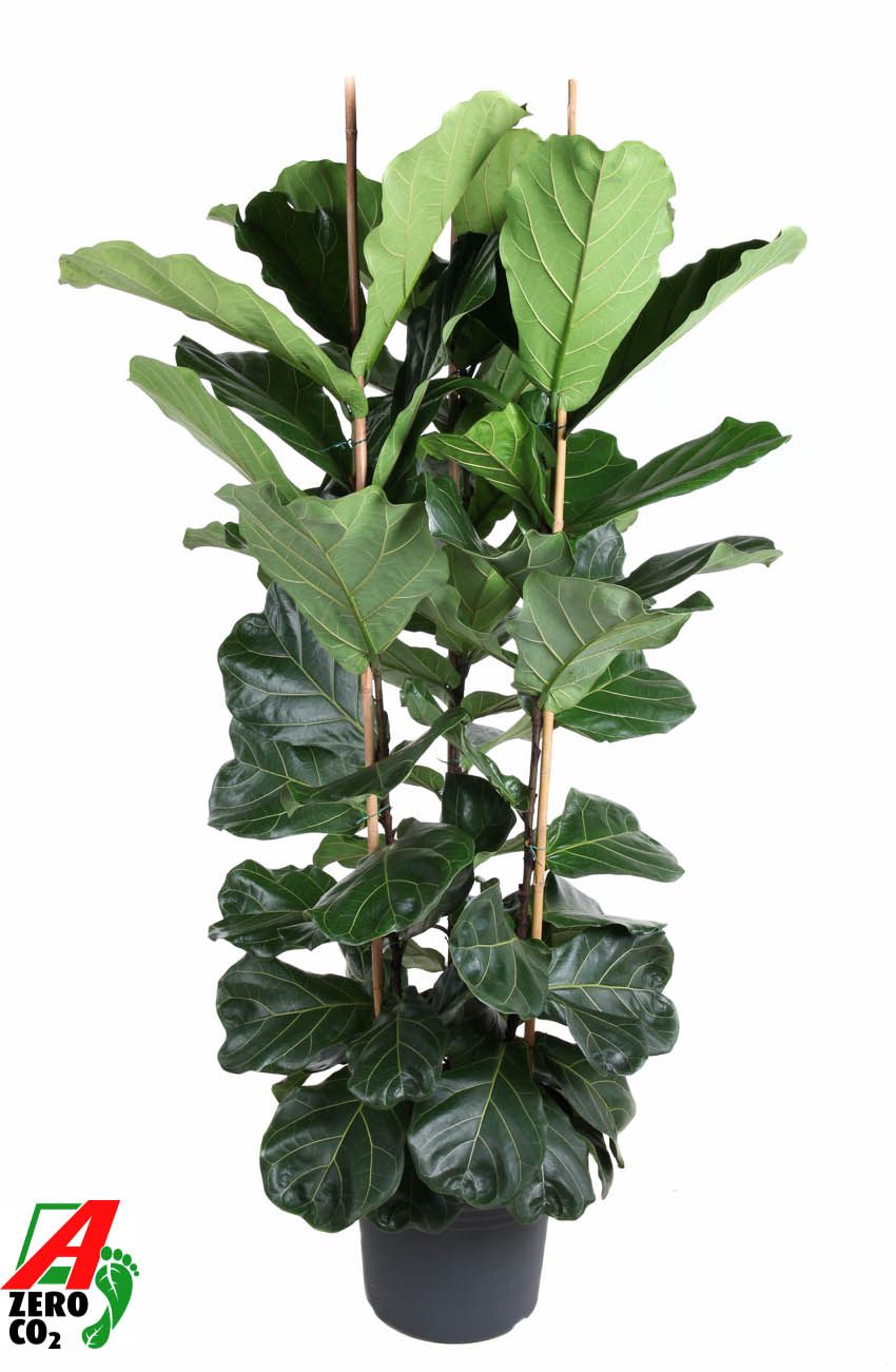 Ficus lyrata 200cm 40cm Pot