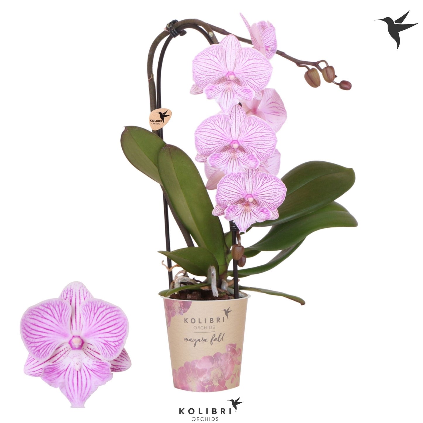 Phalaenopsis Elegant cascade 40cm 9cm Pot