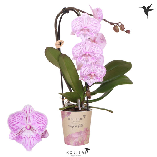 Phalaenopsis Elegant cascade 40cm 9cm Pot