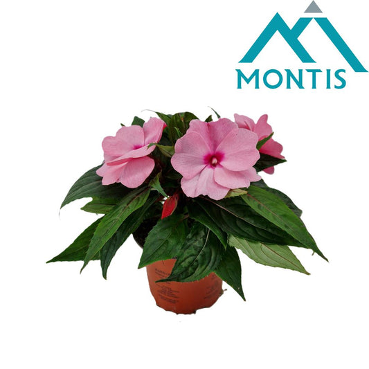 Impatiens ng. Colorpower Deep Pink 25cm 13cm Pot