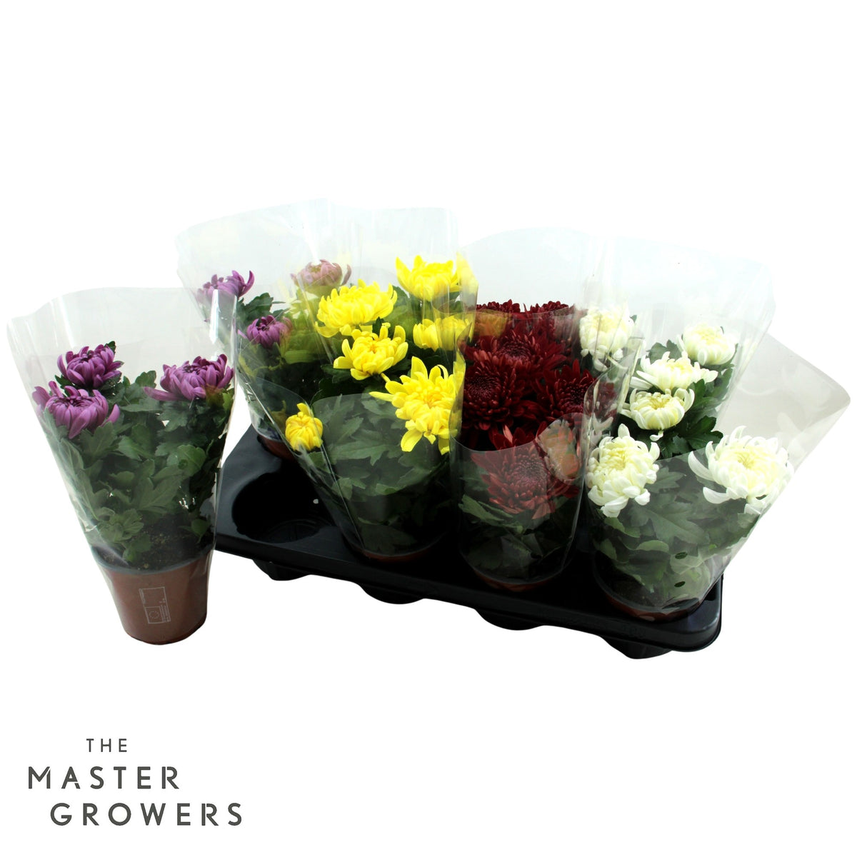 Chrysanthemum Cosmo mix 25cm 12cm Pot