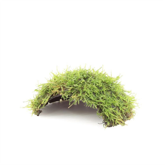 Aquarium plant mix 5cm 2cm Pot