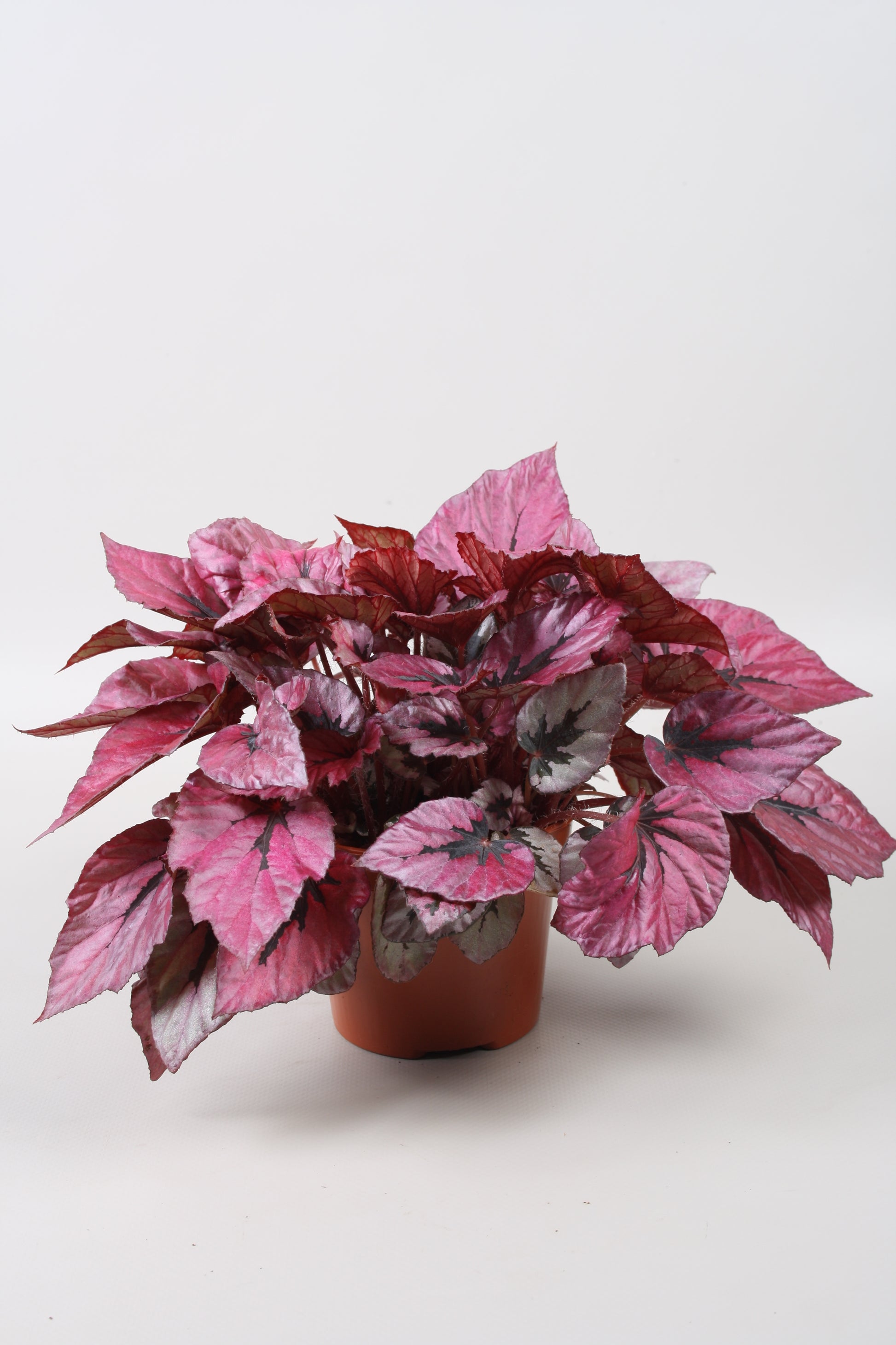 Begonia Beleaf Indian Summer 22cm 12cm Pot