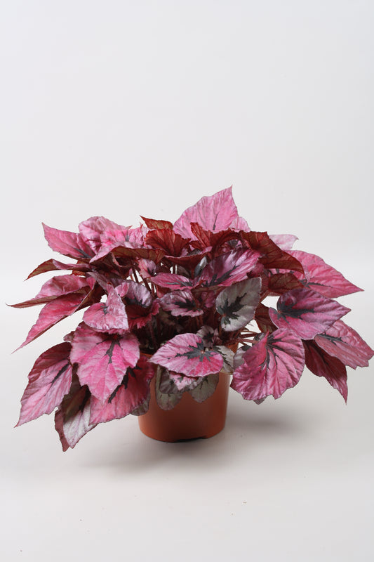 Begonia Beleaf Indian Summer 22cm 12cm Pot