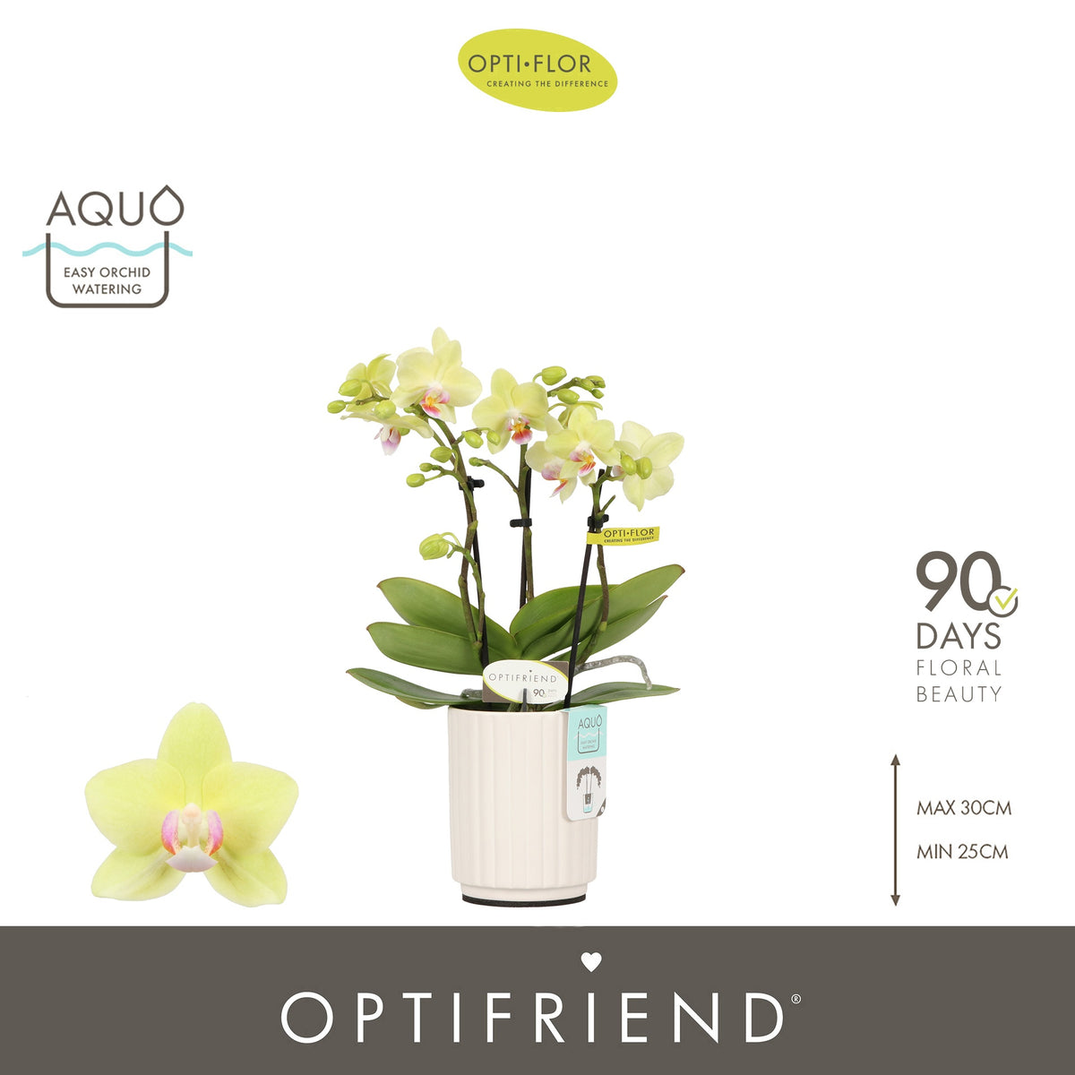 Phalaenopsis yellow 25cm 7cm Pot