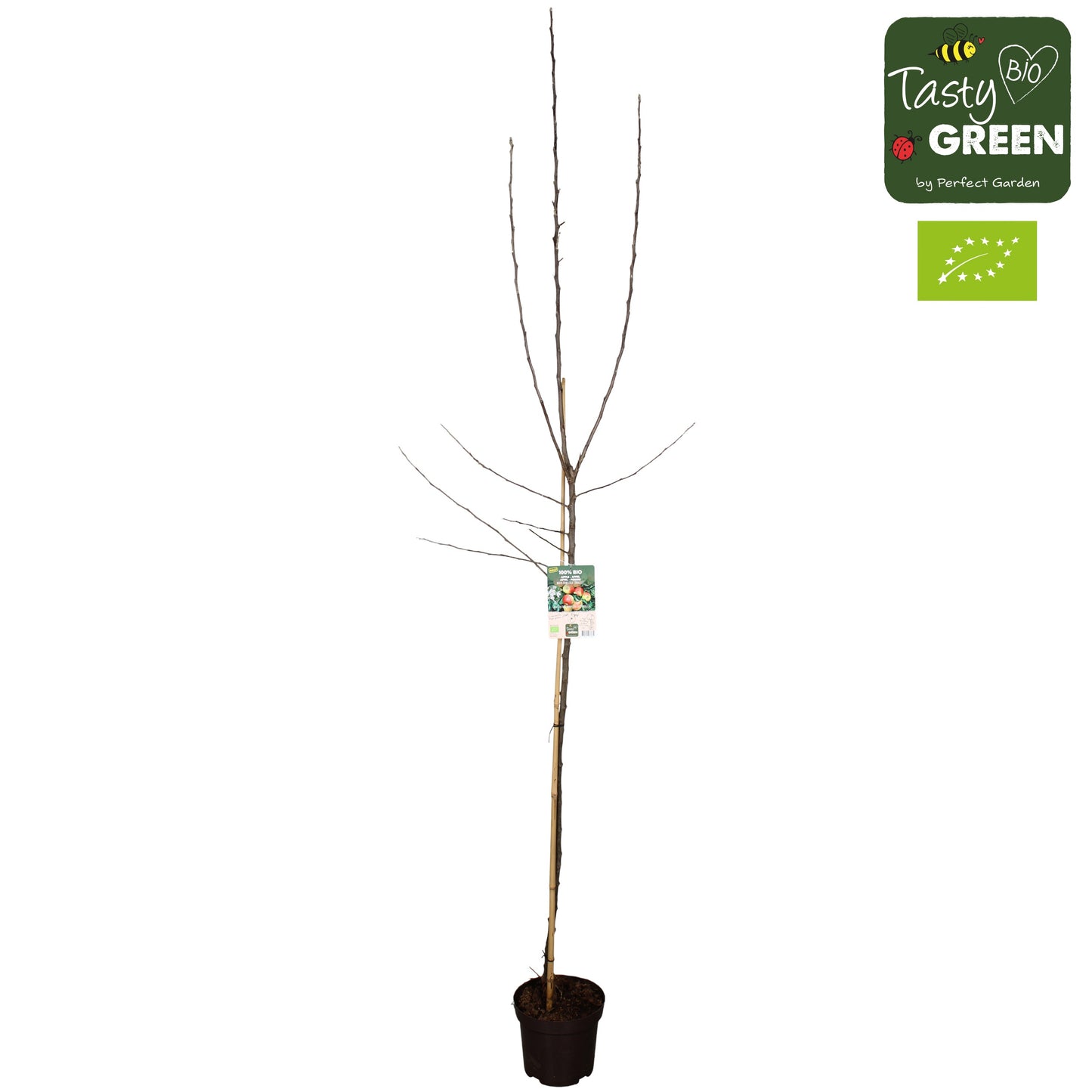 Malus domestica (Apple) espalier 220cm 27cm Pot