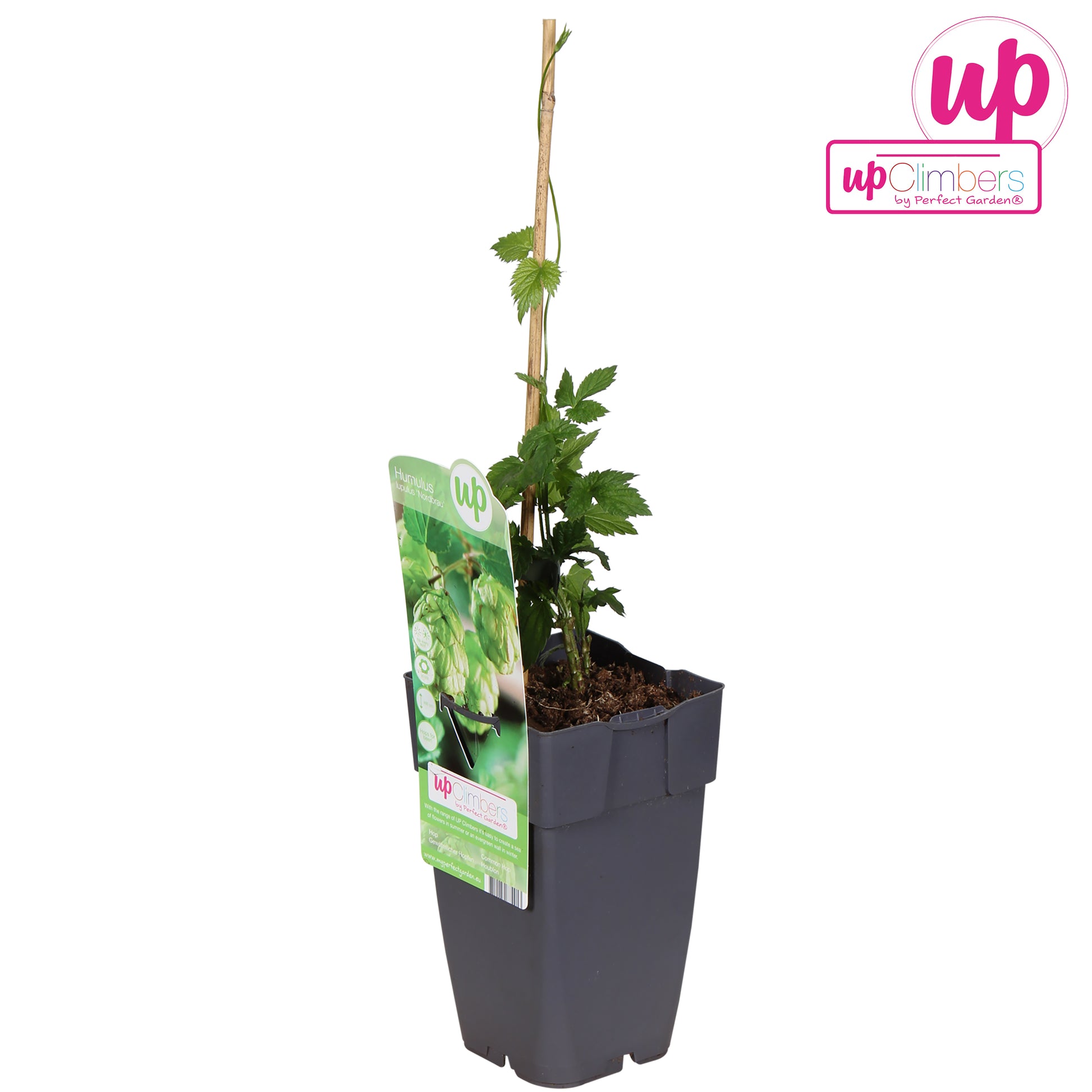 Humulus lupulus (hop) 65cm 15cm Pot