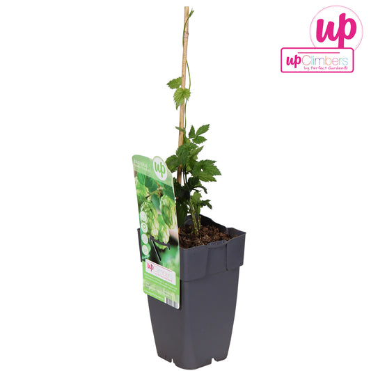 Humulus lupulus (hop) 65cm 15cm Pot