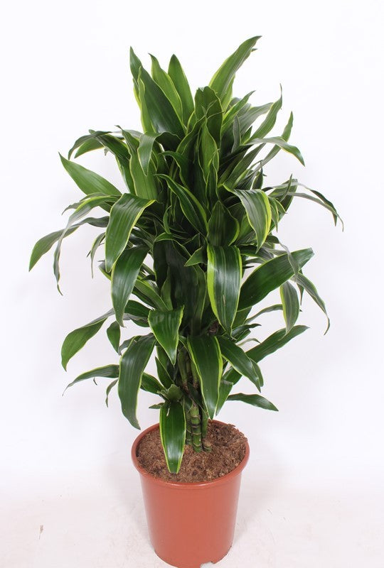 Dracaena frag. Arturo 120cm 27cm Pot