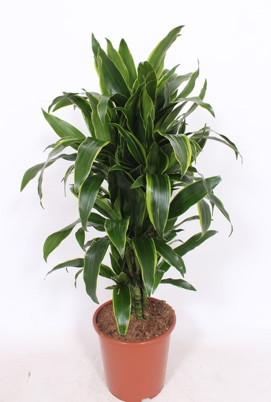 Dracaena frag. Arturo 120cm 27cm Pot