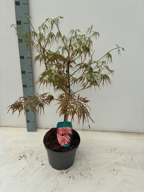 Acer Ornatum 60cm 23cm Pot