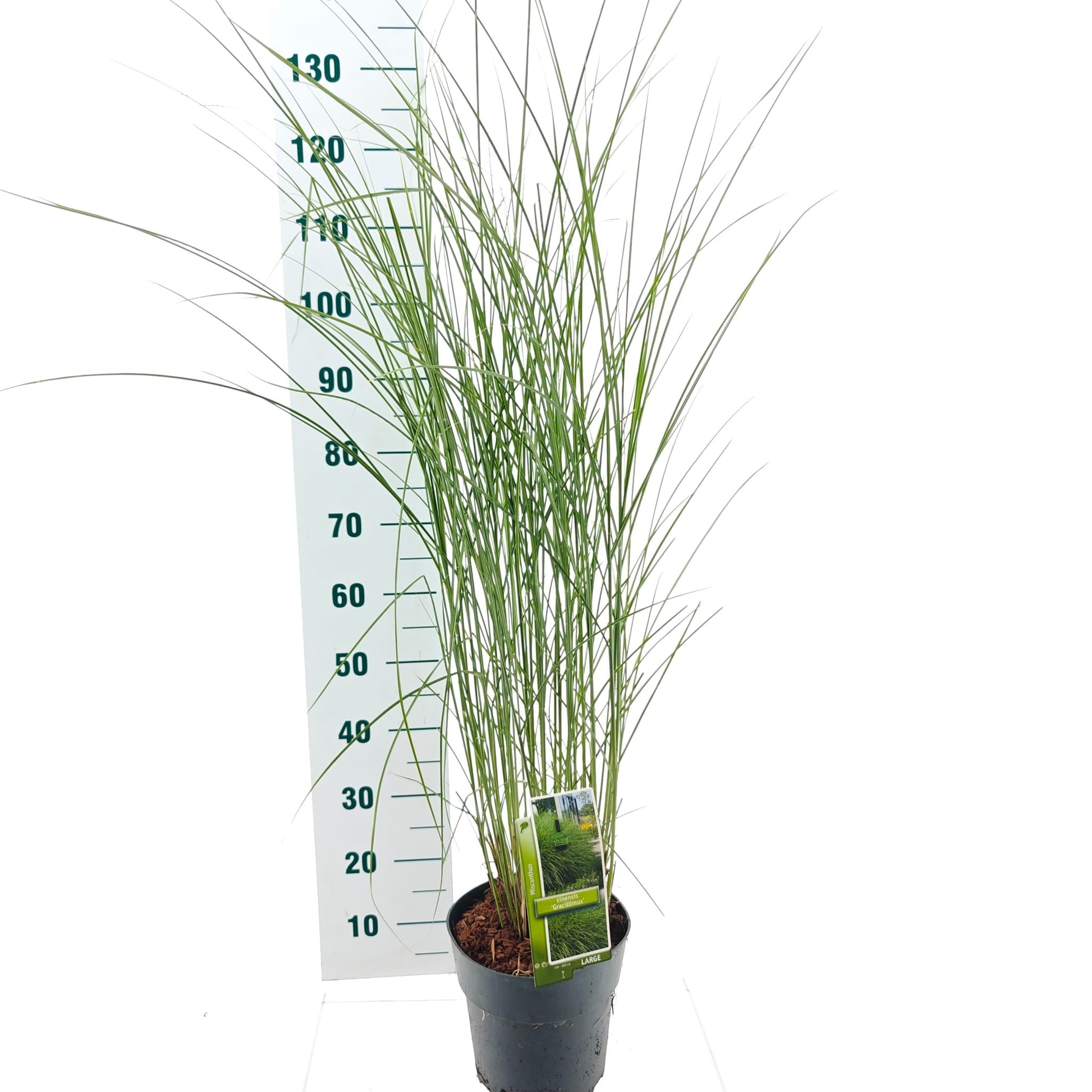 Miscanthus sin. Gracillimus 135cm 23cm Pot